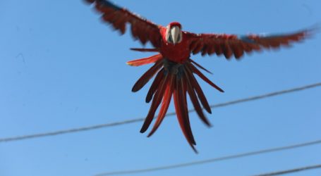 PDI investiga si guacamayo visto en Copiapó tiene dueño o sería comercio ilegal