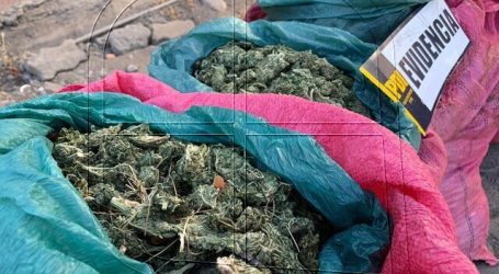 PDI detuvo a organización criminal con 100 kilos de marihuana