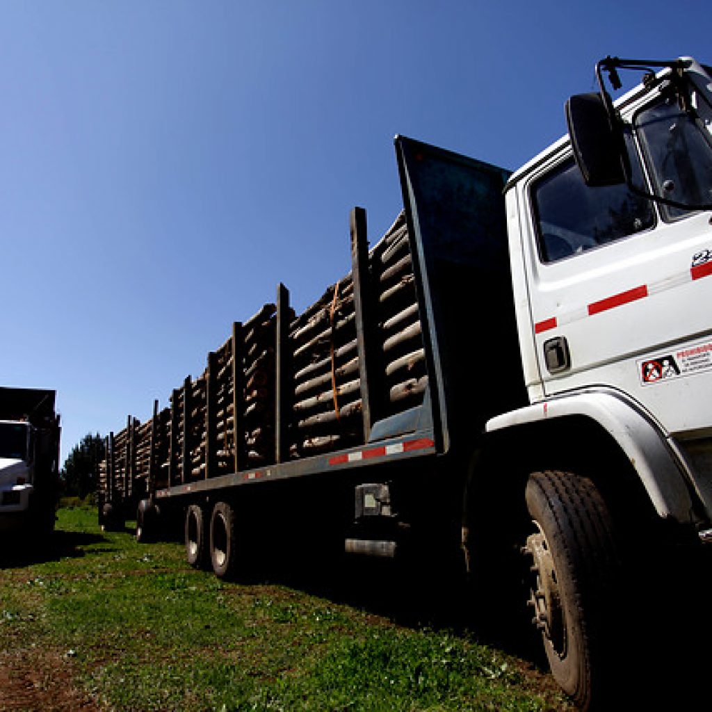 Rechazan insistencia del Gobierno por proyecto que persigue el robo de madera