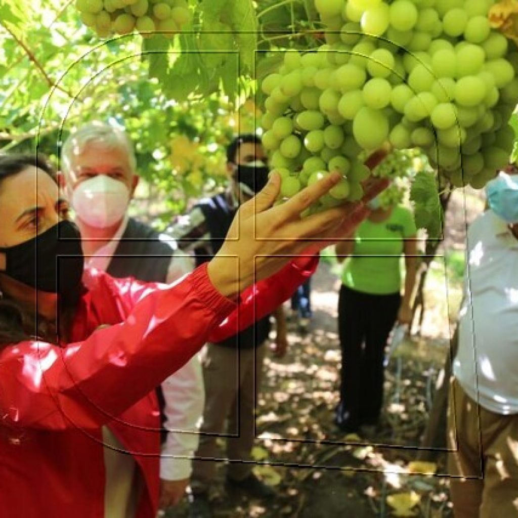 Declaran emergencia agrícola para las provincias de San Felipe y Los Andes