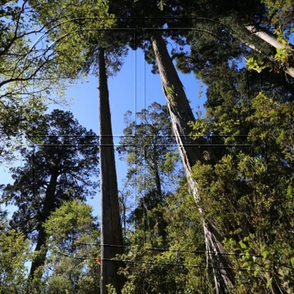 Lanzan proyecto para gestión sustentable del bosque nativo en Chile