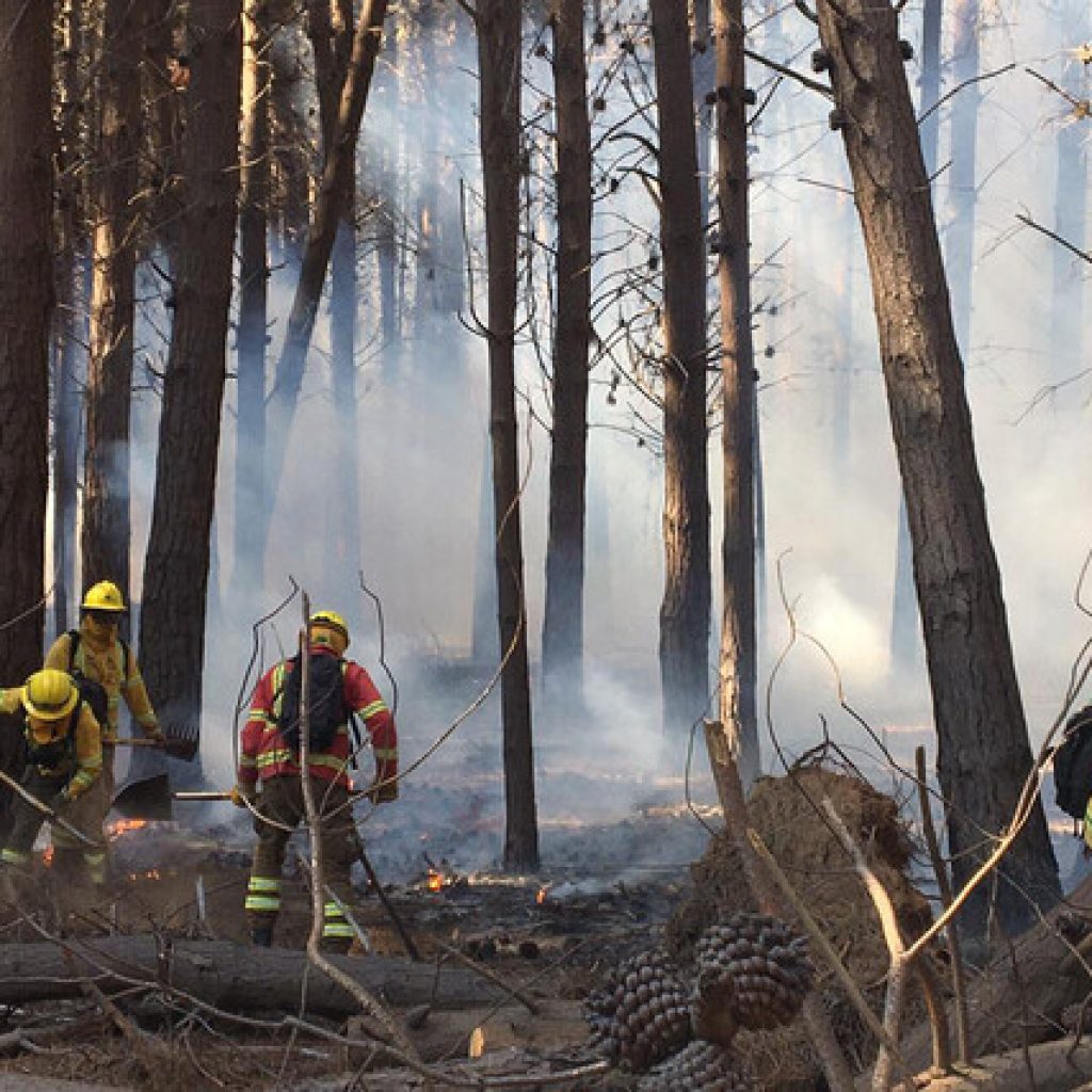 CONAF y Bomberos controlaron incendios forestales en Reserva Lago Peñuelas