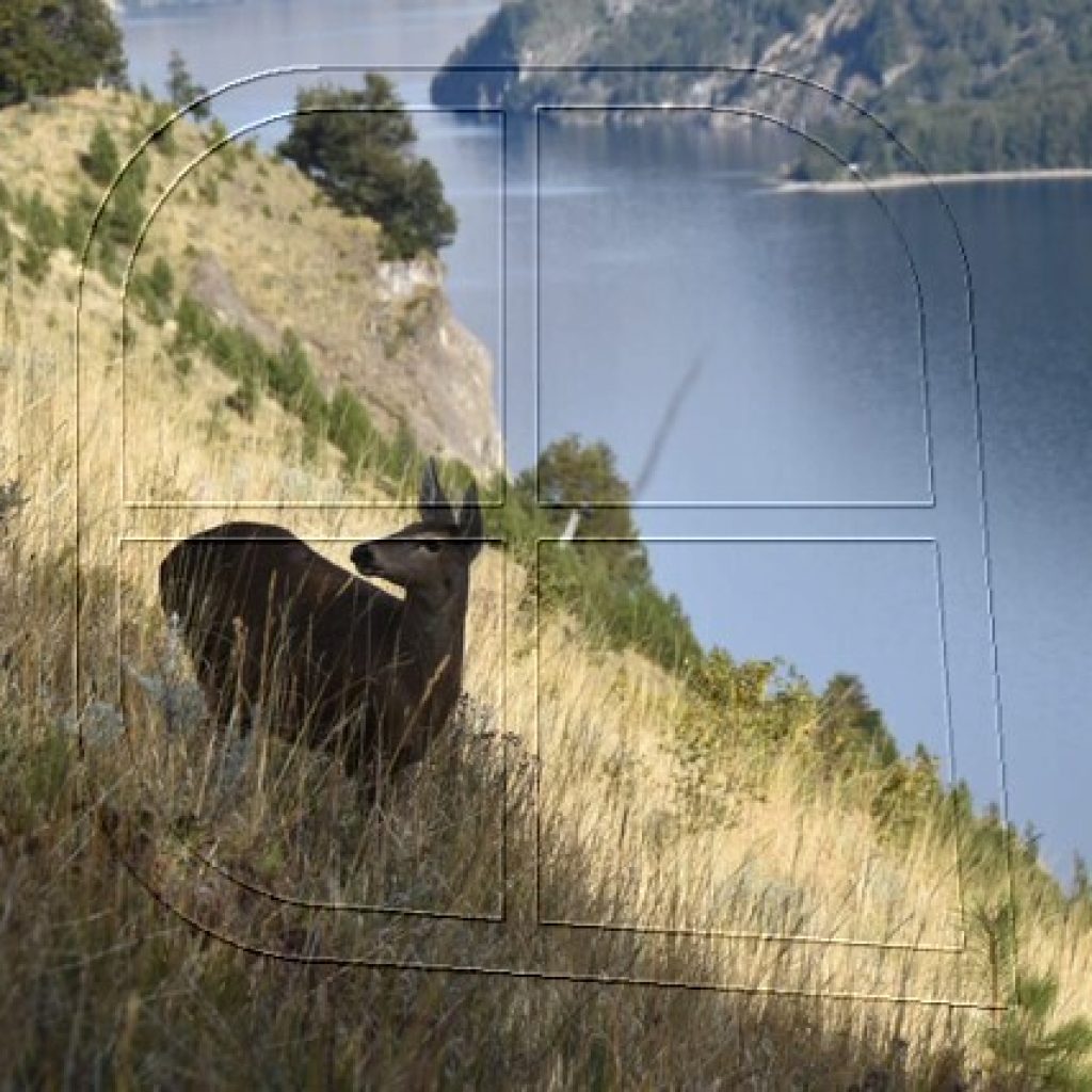 SAG: Logran importantes muestras tras capturas de huemules en Aysén