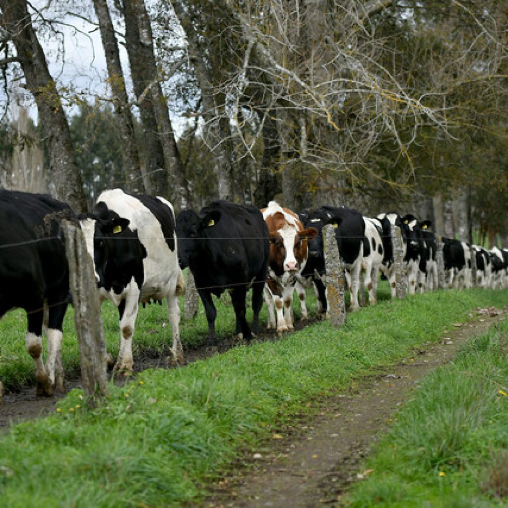 Chile: 15% está cómodo con el trato a los animales en la industria alimentaria