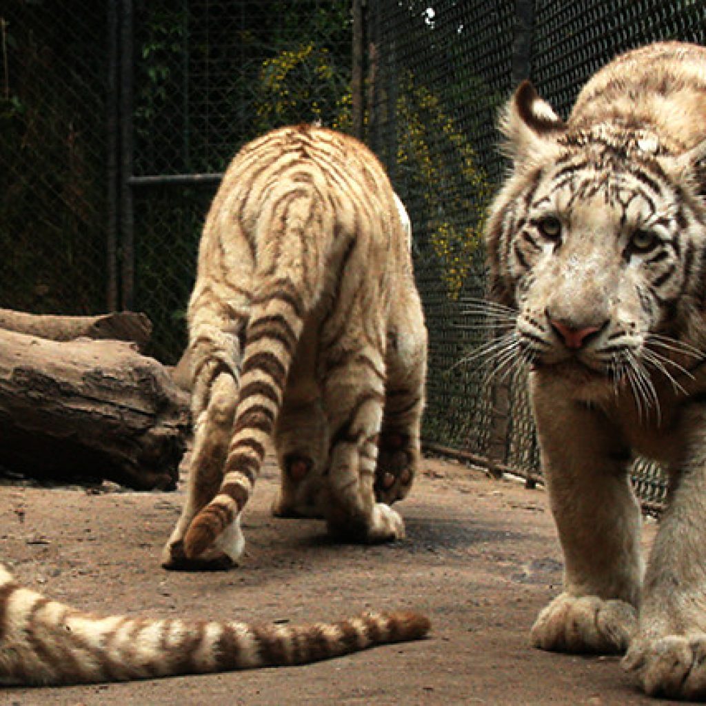 3 trabajadores fueron atacados por un tigre en el Parque Safari de Rancagua