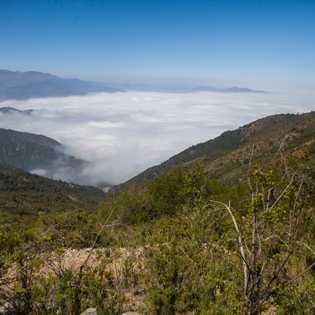 Proyectos forestales superiores a 250 hectáreas deberán someterse al SEIA