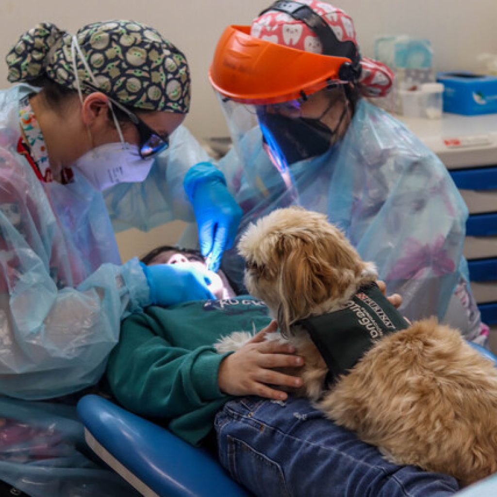 Perros llegan a hospital de Santiago para brindar soporte emocional a niños