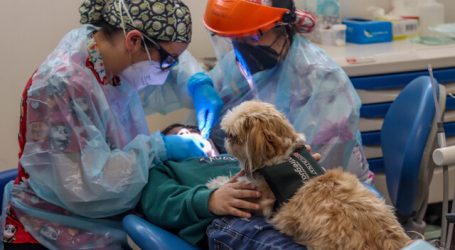 Perros llegan a hospital de Santiago para brindar soporte emocional a niños