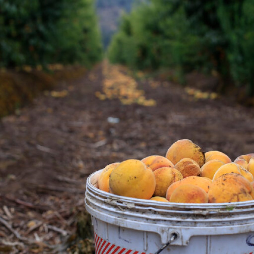 Expertos advierten efectos de las olas de calor en el agro