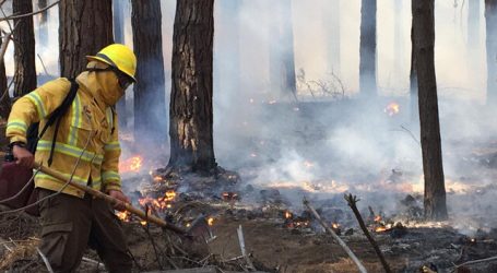 Más de 24 kilómetros de cortafuego ejecutará CONAF en Chillán Viejo