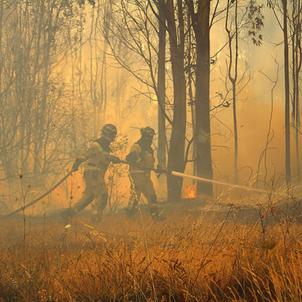 Incendio en Los Sauces y Angol ya ha consumido más de 12 mil hectáreas