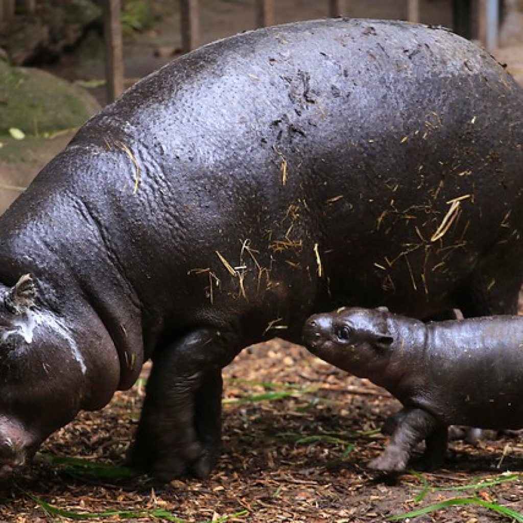 Colombia declara "especie invasora" a los hipopótamos de Pablo Escobar