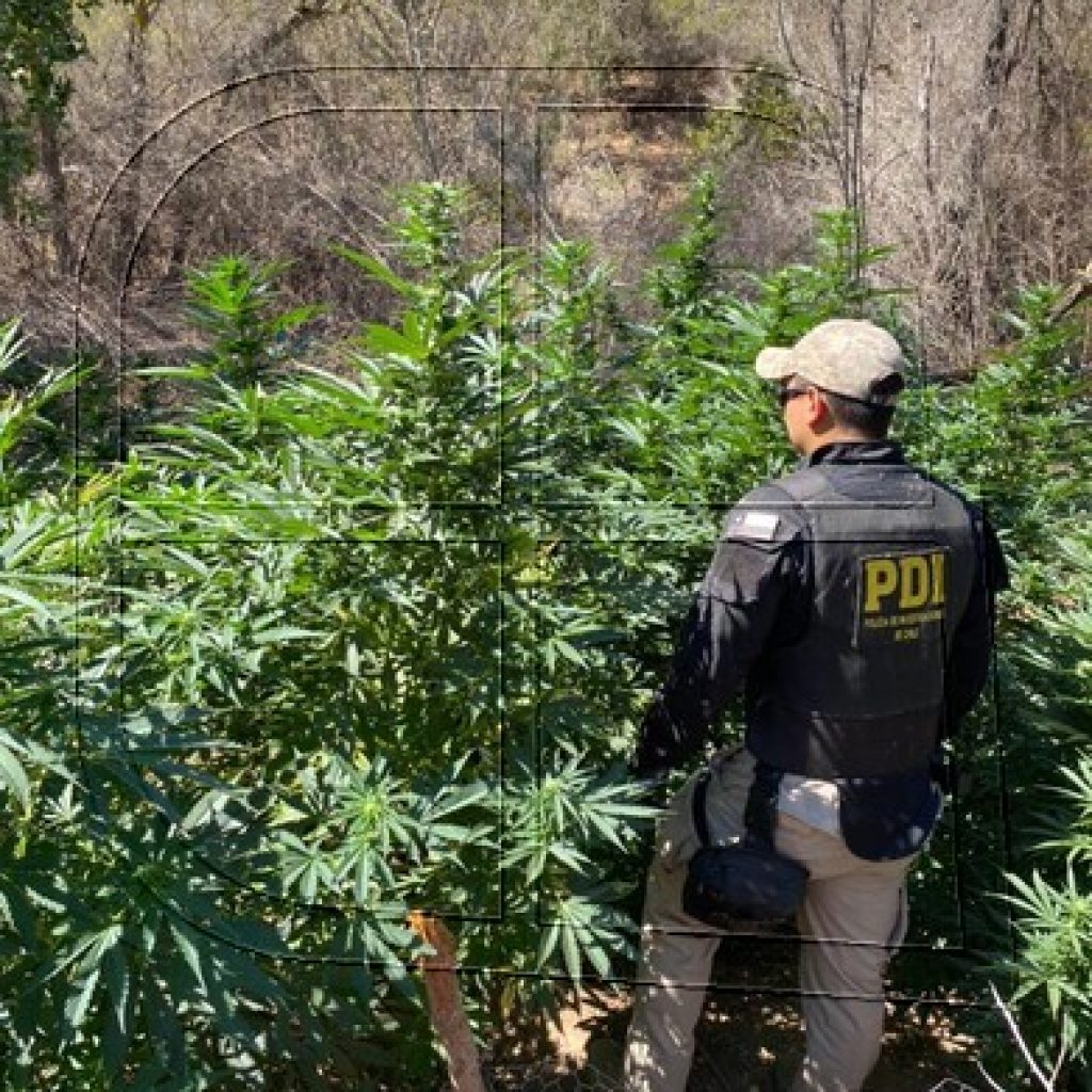 PDI detecta plantación de cannabis sativa en sobrevuelo por secuestro